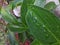 Costus spicatus leaves water drop