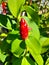 Costus spicatus or red ginger