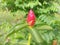 Costus woodsoni flowe in garden