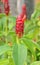 Costus woodsonii