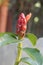 Costus woodsonii flower