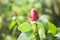 Costus woodsonii flower in garden,Red tropical flower