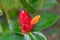 Costus Woodsonii flowers and some ants