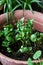 Cosy balcony garden closeup