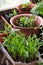 Cosy balcony garden - selective focus