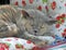 Cosy sleeping pedigree british shorthair cat
