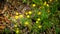 Cota tinctoria, the golden marguerite, yellow chamomile