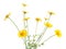 Cota tinctoria, the golden marguerite, yellow chamomile, or oxeye chamomile