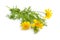 Cota tinctoria, the golden marguerite, yellow chamomile, or oxeye chamomile. Isolated