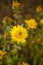 Cota tinctoria golden marguerite, yellow or oxeye chamomile flower with sweat bee genus Lasioglossum, soft focused vertical macro