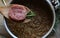 Cotechino and lentils, New Year\\\'s Eve meal Italian style.