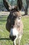 Cotentin Donkey

Domestic donkey breed