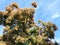 Cotinus against blue sky