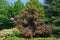 Cotinus coggygria,  Rhus cotinus, the European smoketree, Eurasian smoketree, smoke tree, smoke bush, or dyer`s sumach is a specie