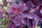 Cotinus Coggygria Royal Purple with Raindrops in garden