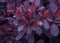 Cotinus Coggygria Royal Purple, smoke bush with Raindrops in summer garden