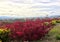 Cotinus with Hypericum with a radian sky