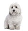 Coton de Tulear (2 years old)