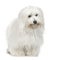 Coton de Tulear (5 years)