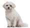 Coton de Tulear, 7 years old, sitting