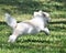 The Coton de TulÃ©ar is a breed of small dog named for the city of TulÃ©ar in Madagascar and for its cotton-like coat.