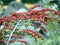 Cotoneaster in autumn