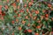 Cotoneaster berries in autumn