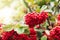 Cotoneaster berries close-up. Cotoneaster coriaceus ornamental plant with vibrant red berries and dark green foliage close-up in