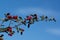 Cotoneaster branch against the sky