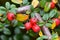 Cotoneaster bush with lots of red berries