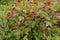 A Cotoneaster bush with lots of red berries on branches, autumnal background. Close-up colorful autumn wild bushes with red berrie