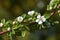 Cotoneaster Coral Beauty