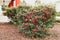 Cotoneaster coriaceus ornamental plant with vibrant red berries and dark green foliage close-up