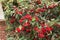 Cotoneaster coriaceus ornamental plant with vibrant red berries and dark green foliage close-up