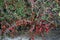 Cotoneaster dammeri with red fruits in January. Cotoneaster dammeri is a species of flowering plant. Berlin, Germany