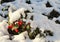Cotoneaster dammeri in winter macro shot