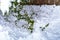 Cotoneaster green plant in snow