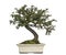 Cotoneaster horizontalis bonsai tree, isolated