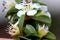 Cotoneaster horizontalis, short spreading shrub with white flowers