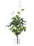 Cotoneaster melanocarpus black-fruited cotoneaster or black cotoneaster  in a glass vessel on a white background