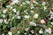Cotoneaster microphyllus, low growing evergreen shrub for landscapes