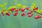 Cotoneaster multiflora