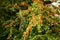 Cotoneaster Salicifolius `Avonbank`