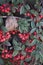 Cotoneaster salicifolius branches