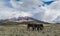 Cotopaxi with horses