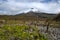 Cotopaxi volcano over the flowering plateau