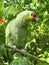 Cotorra parrot green from Central America