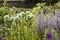 Cotswold cottage garden border with Wisteria and Alliums, England