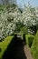 Cotswold landscape of trees and spring blossom