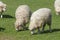 Cotswold Lion Sheep